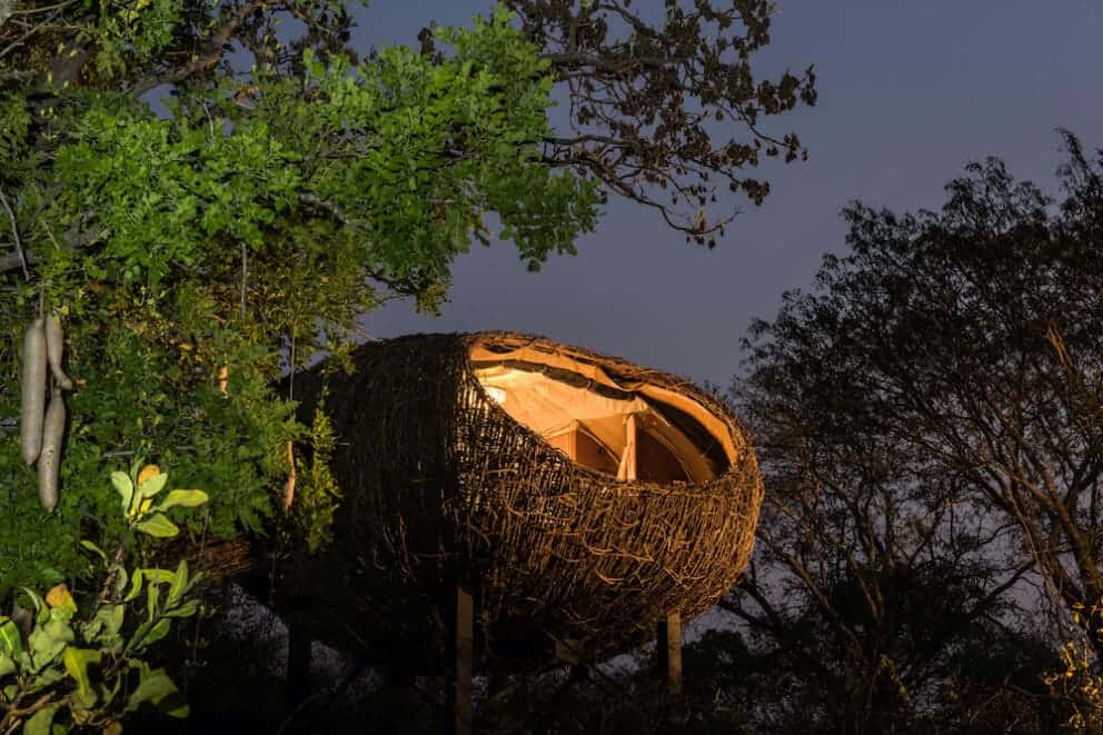 Chisa Busanga The nest