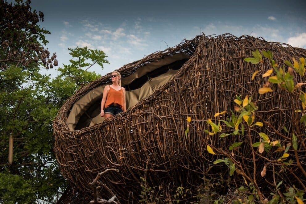 Chisa Busanga The nest