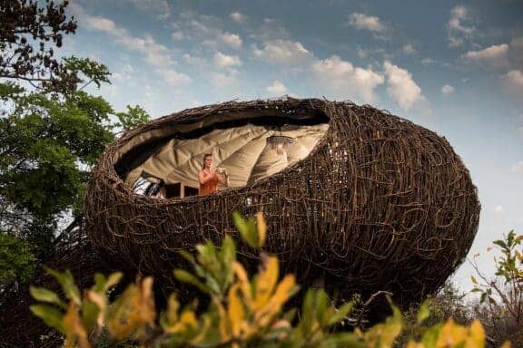 Chisa Busanga The nest