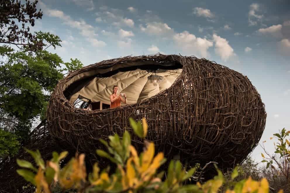 Chisa Busanga The nest