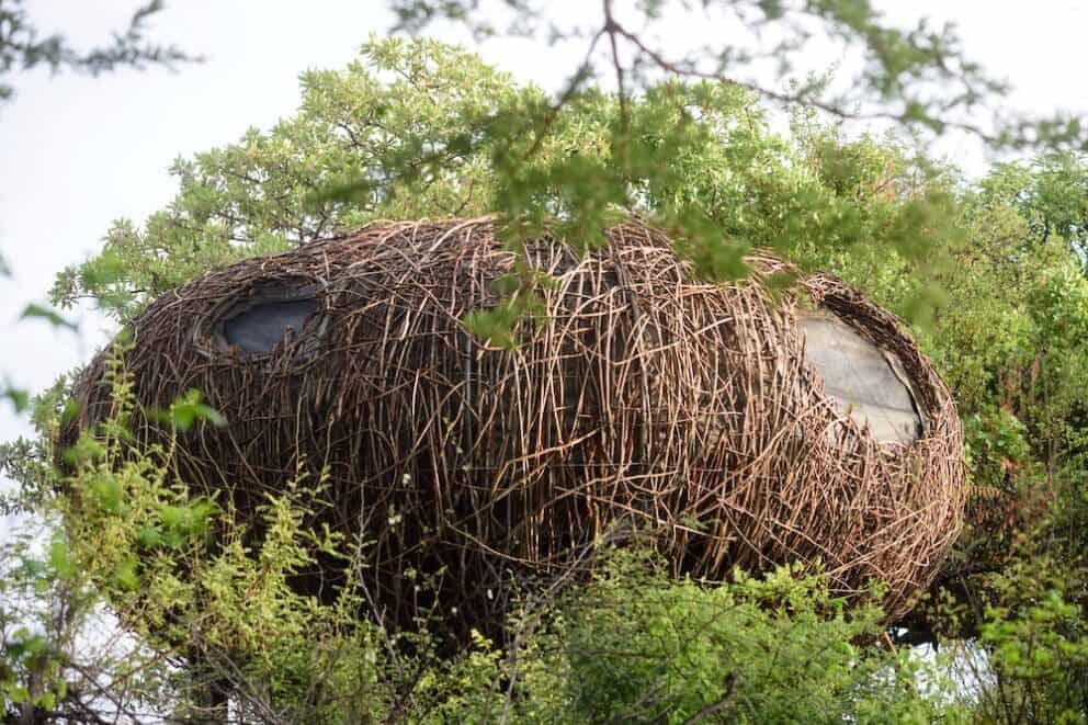 Chisa Busanga The nest