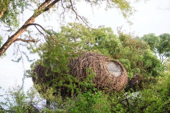 Chisa Busanga The nest