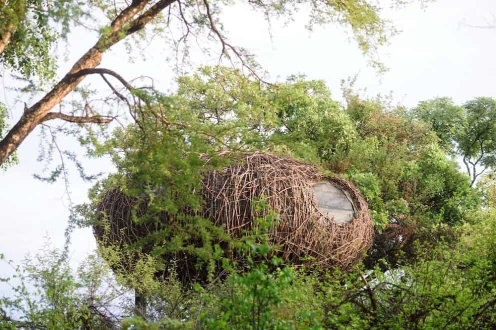 Chisa Busanga The nest