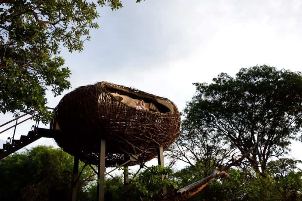 Chisa Busanga The nest