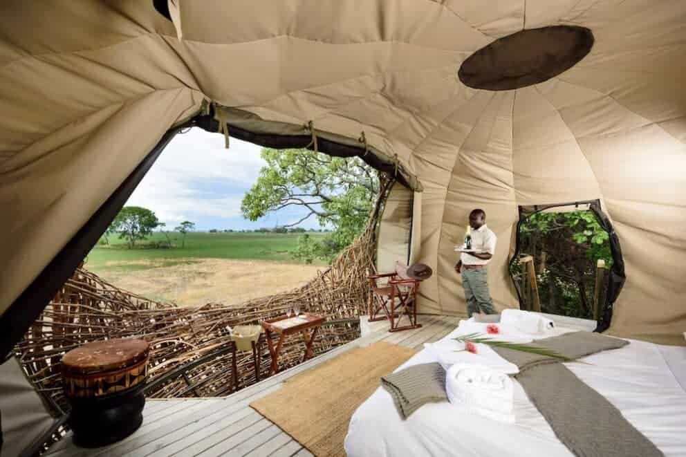 Chisa Busanga The nest