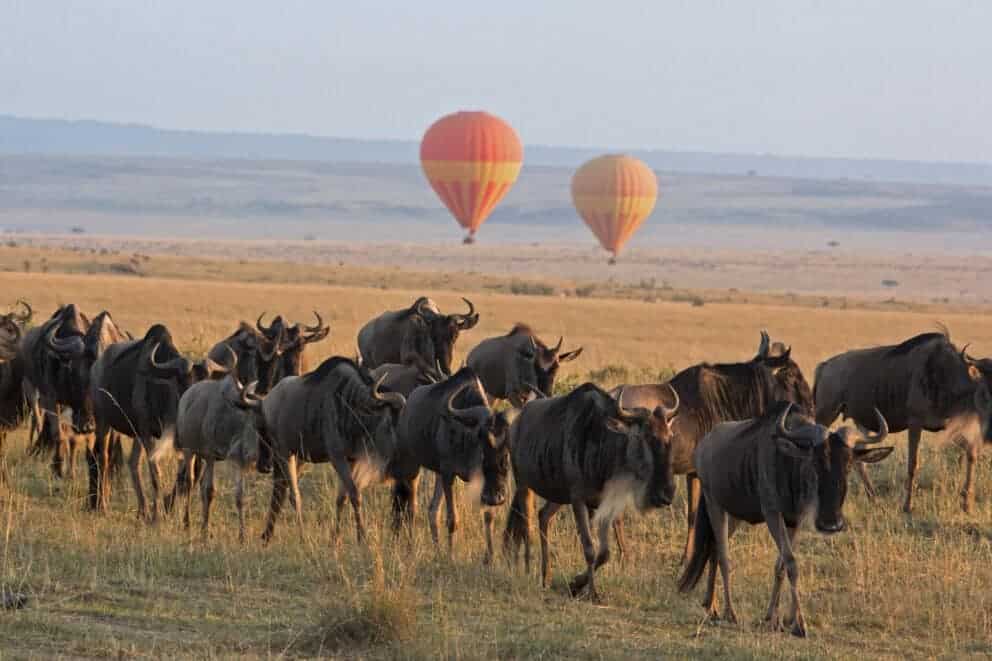 Wildebeest herd in front of hot air balloons in Masai Mara, Kenya.
