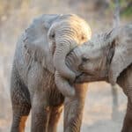 Two elephant calves playing in the Kruger National Park