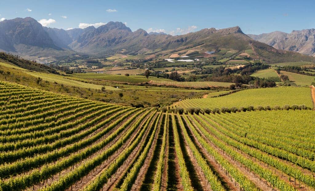 Vineyards in the Cape Winelands | Photo credit: Istock