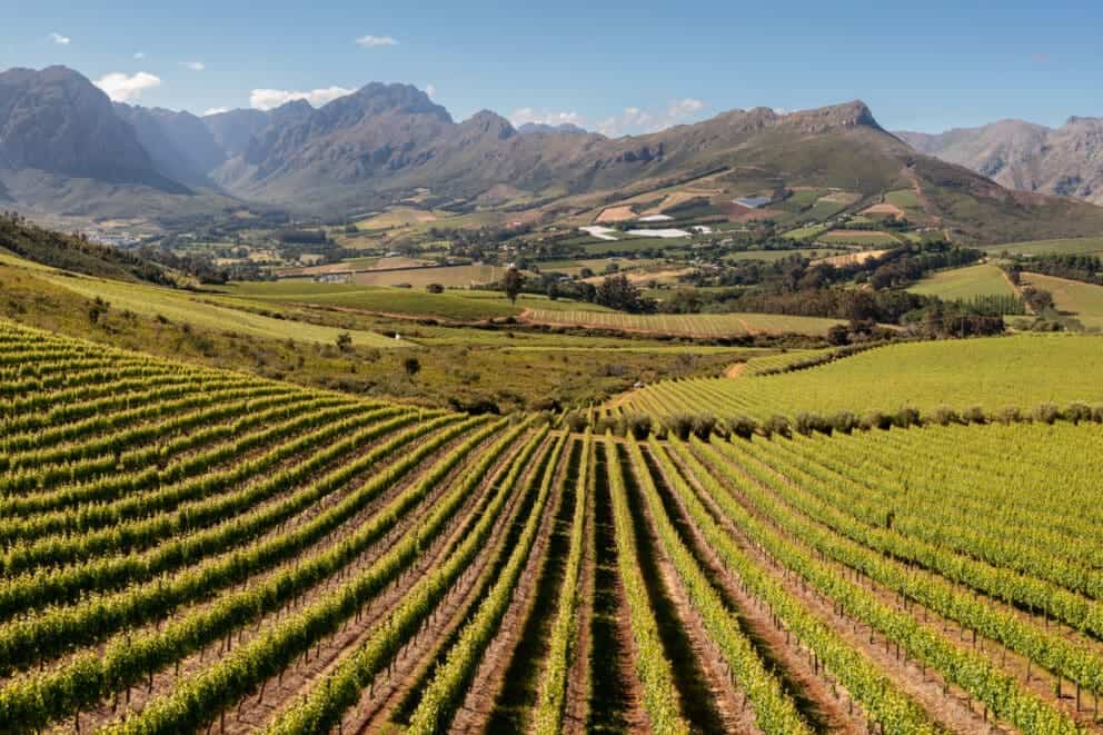Vineyards in the Cape Winelands.