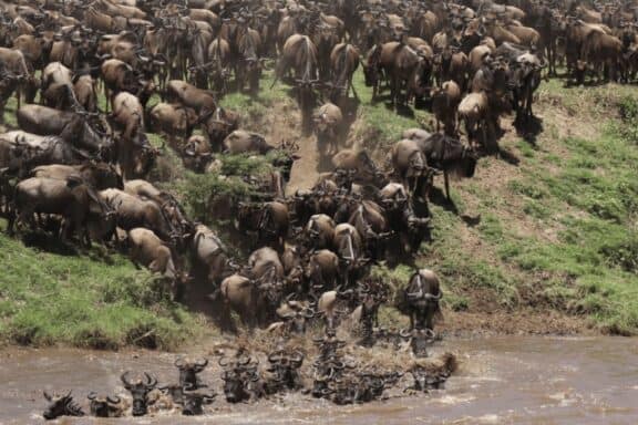 Wildebeest herd crossing the Mara River.