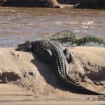 Nile crocodile waiting for Wildebeest to cross Mara River