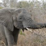 Elephant in the Kruger