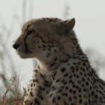 Cheetah with fly on nose