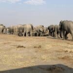 Elephants at a waterhole