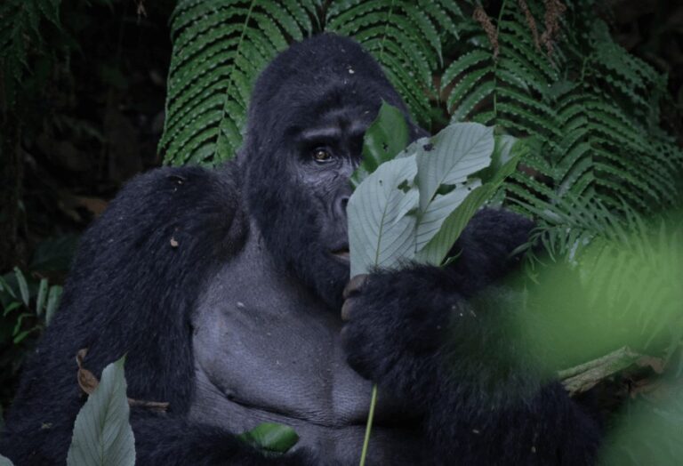 Uganda, Kenya and Madagascar Honeymoon Review