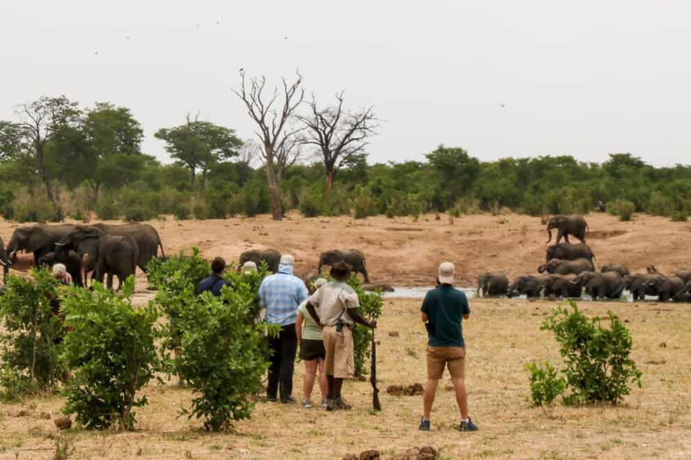 Tourists on a guided walking safari observing a herd of elephants at a waterhole in Hwange National Park at Jozibanini Camp, Zimbabwe.