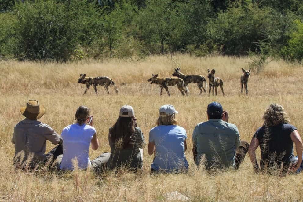 Tourists on a guided walking safari observing a pack of African wild dogs in the distance in Hwange National Park at Jozibanini, Zimbabwe.