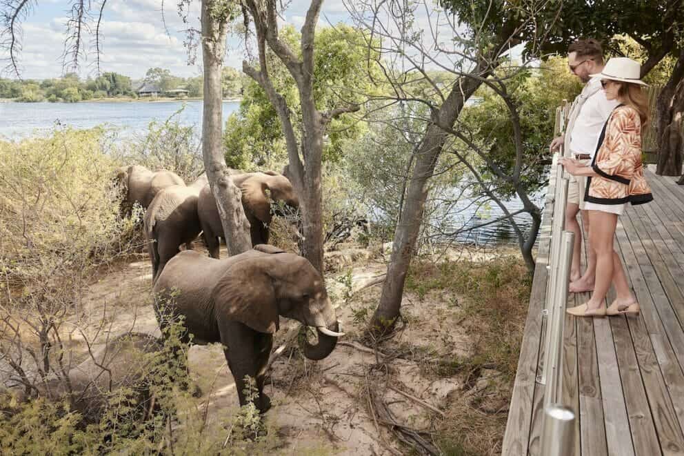 Elephants beneath the viewing deck of a luxury lodge, Zimbabwe | Photo credits: Victoria Falls River Lodge.
