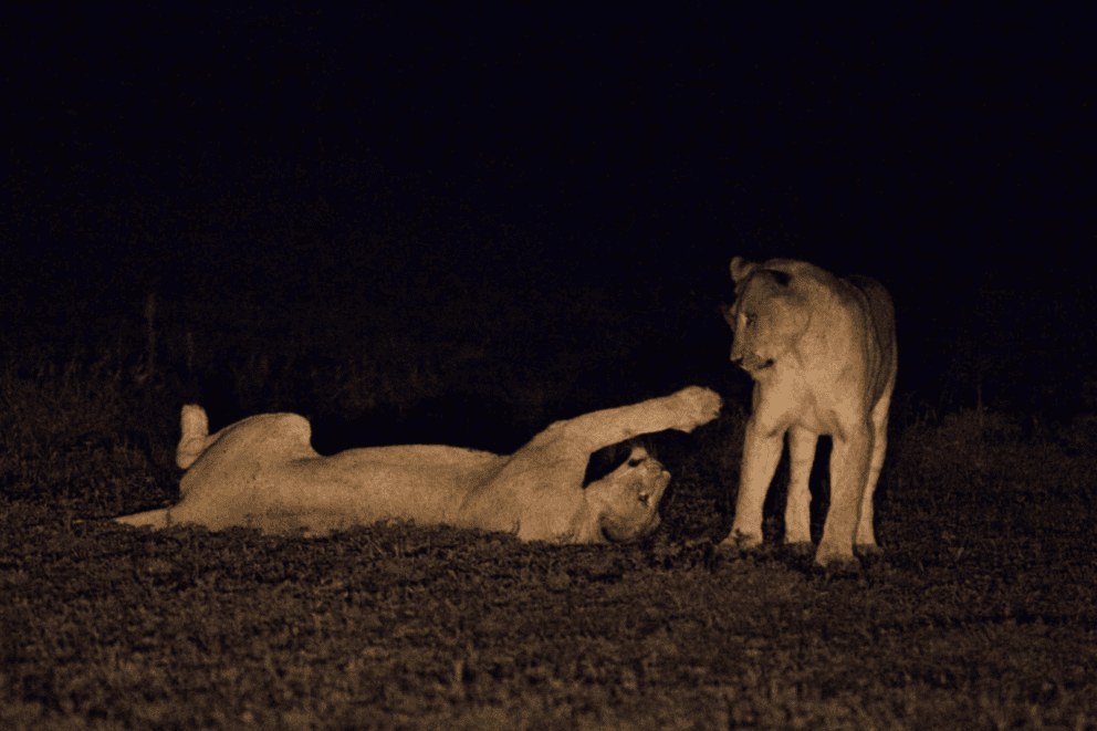 A pair of lions resting in a grassy area under the cover of night on a game drive near Hideaways Nantwich, Zimbabwe.