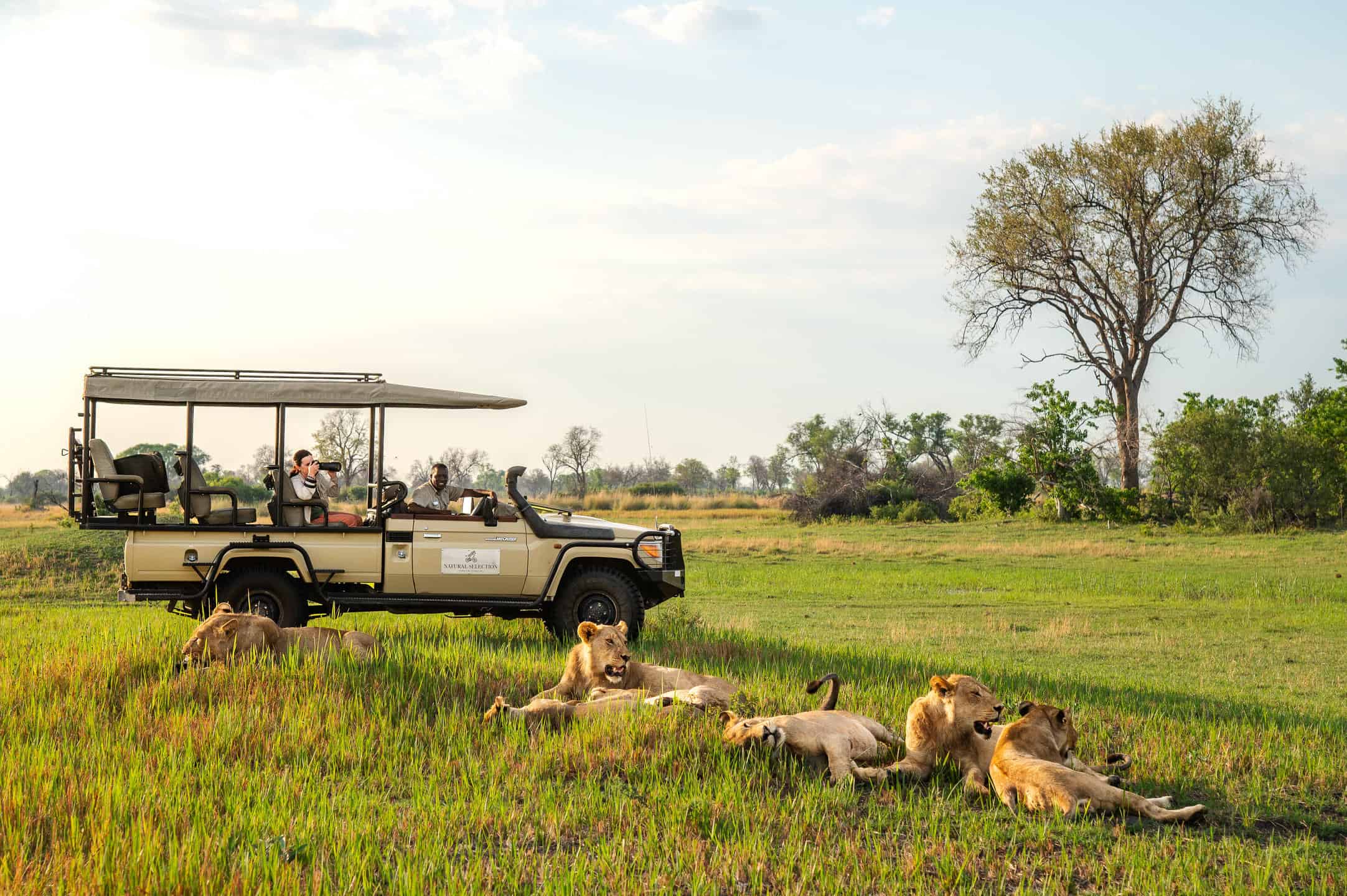 A tourist in a safari vehicle with a guide, photographing a pride of lionesses resting in the grass at Sable Alley, Botswana.