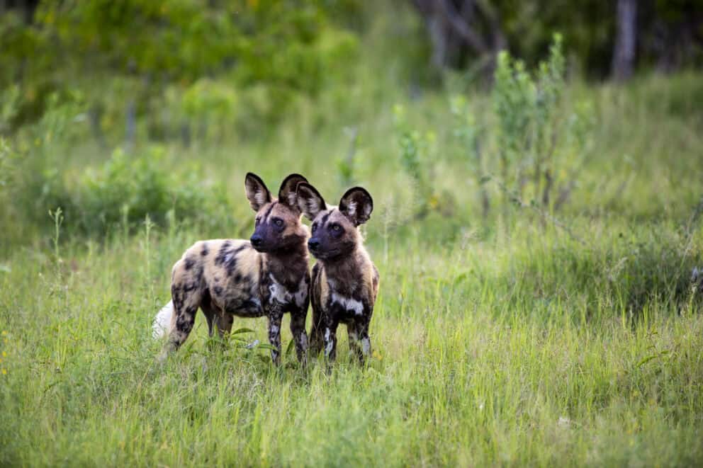 A pair of African wild dogs standing in the tall green grass at Sable Alley, Botswana.