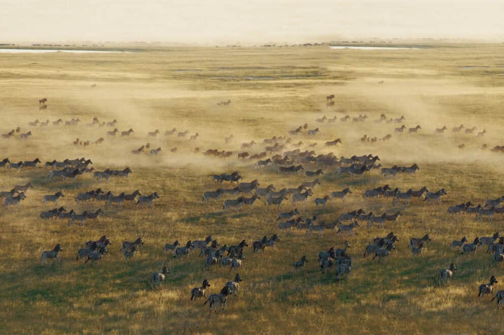 The zebra migration over the pans. A good place for Botswana photography safari packages