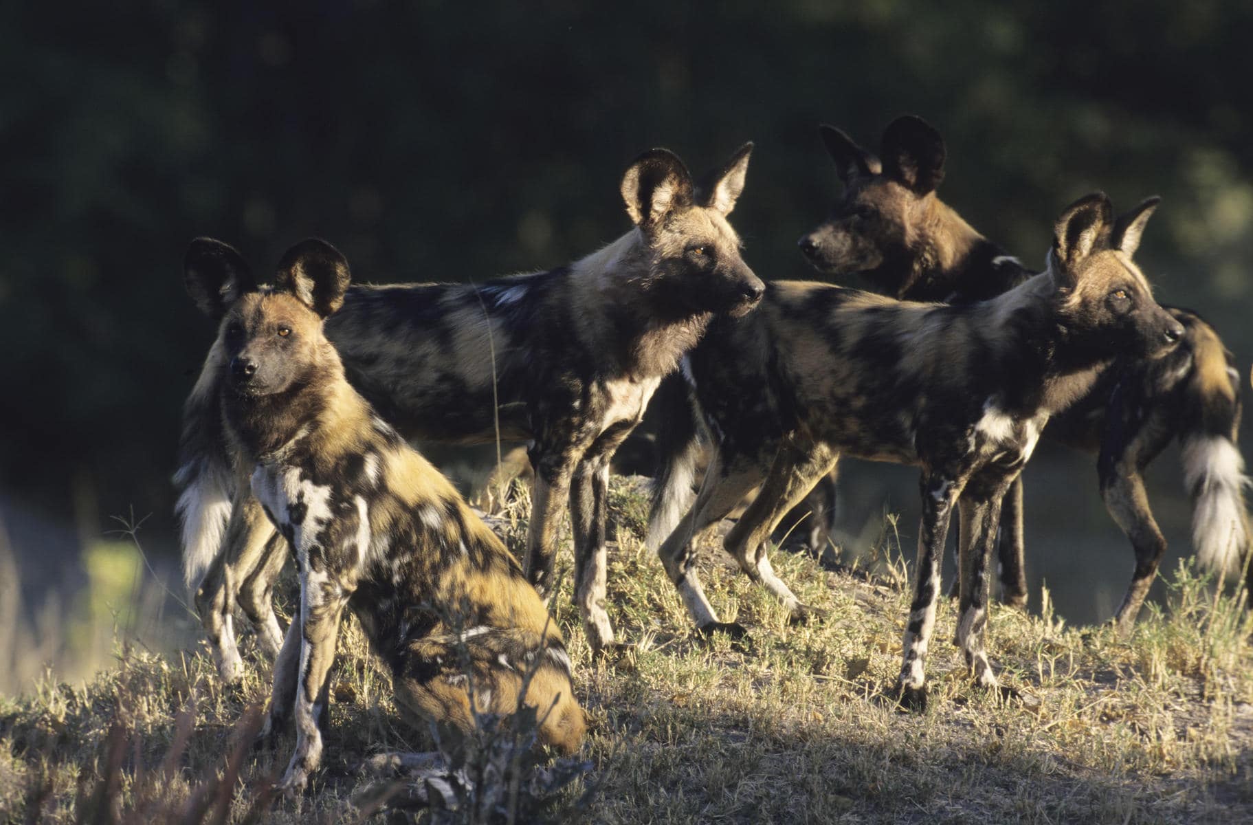 A pack of wild dogs in Botswana. Animals like these are what Botswana is known for.