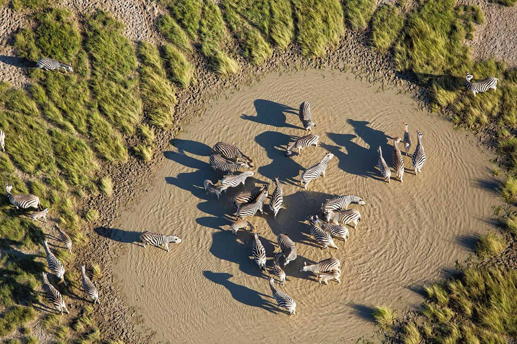 Animals gathering in a circular formation, their intent is unknown, but sinister...