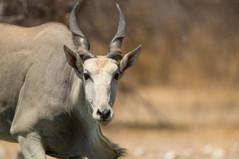 A common eland seen on a Kalahari safari.