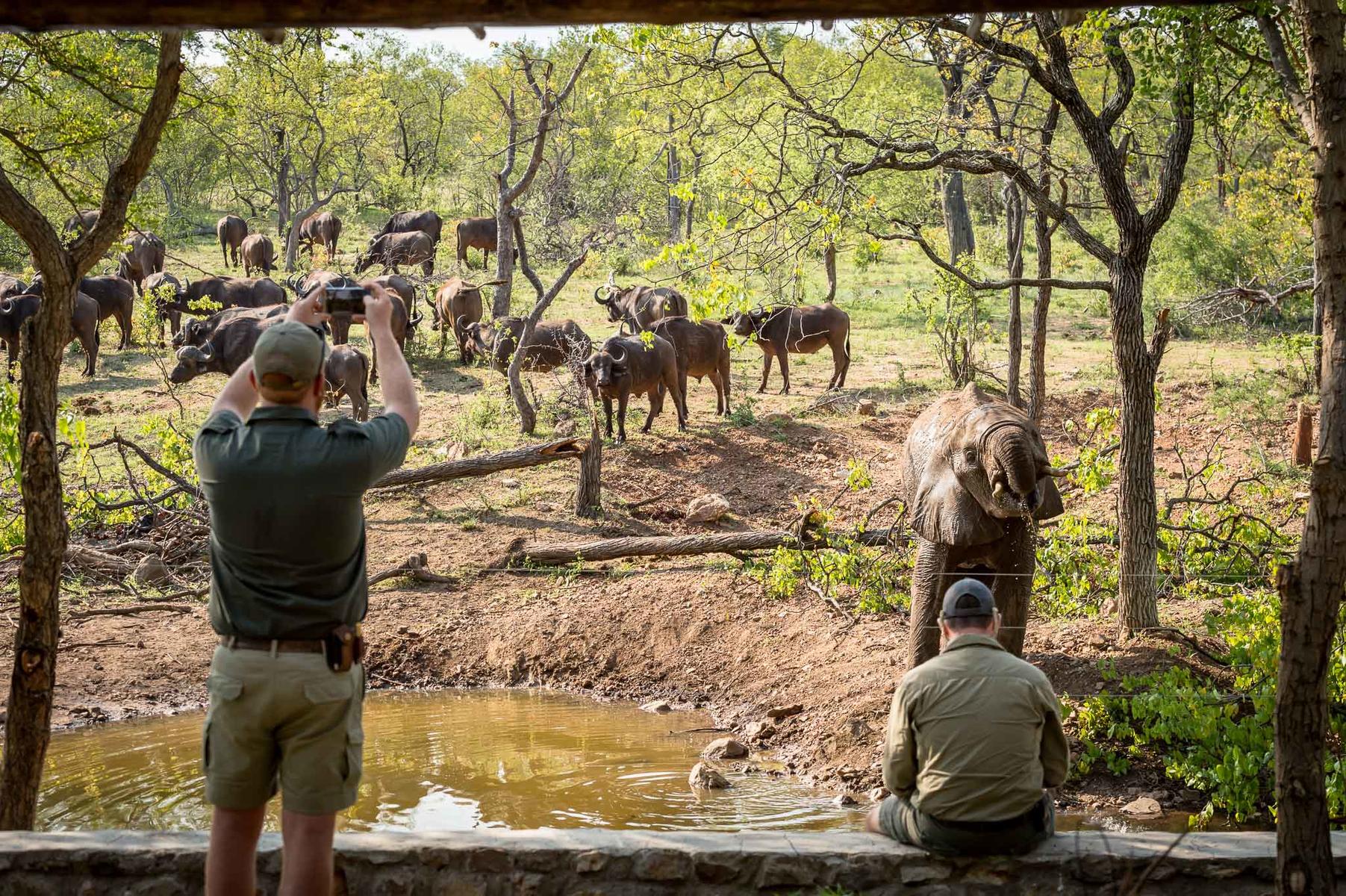 Up-close view of a herd of buffalo in Balule Game Reserve