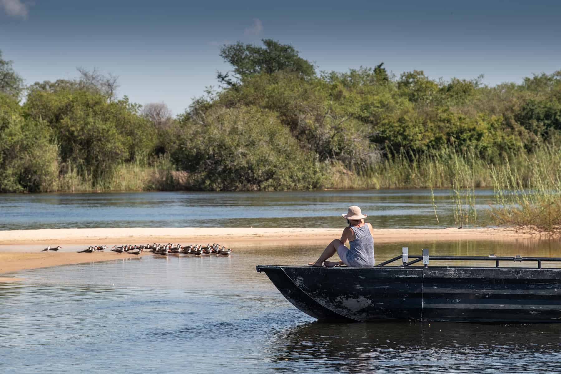 A tourist on a boat taking photographs of a flock birds at Zambezi Mubala Lodge, Namibia.