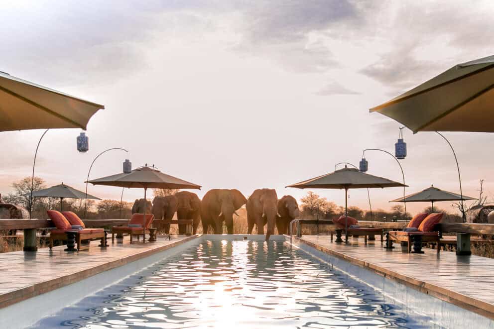 Elephants having a drink from the lodge pool | Photo credit: Feline Fields Lodge