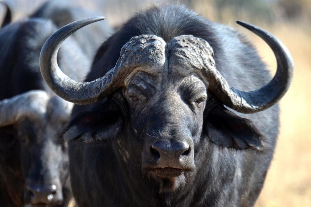 Buffalo in Mabula Game Reserve, South Africa.