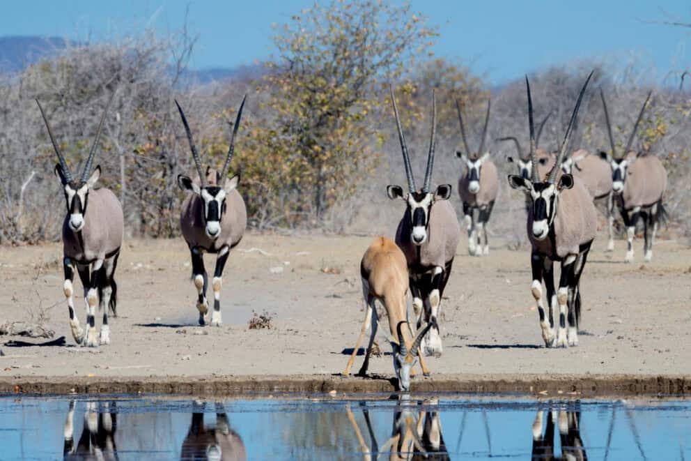 Oryx's at a waterhole in Etosha National Park. Which you can see on a Namibia honeymoon