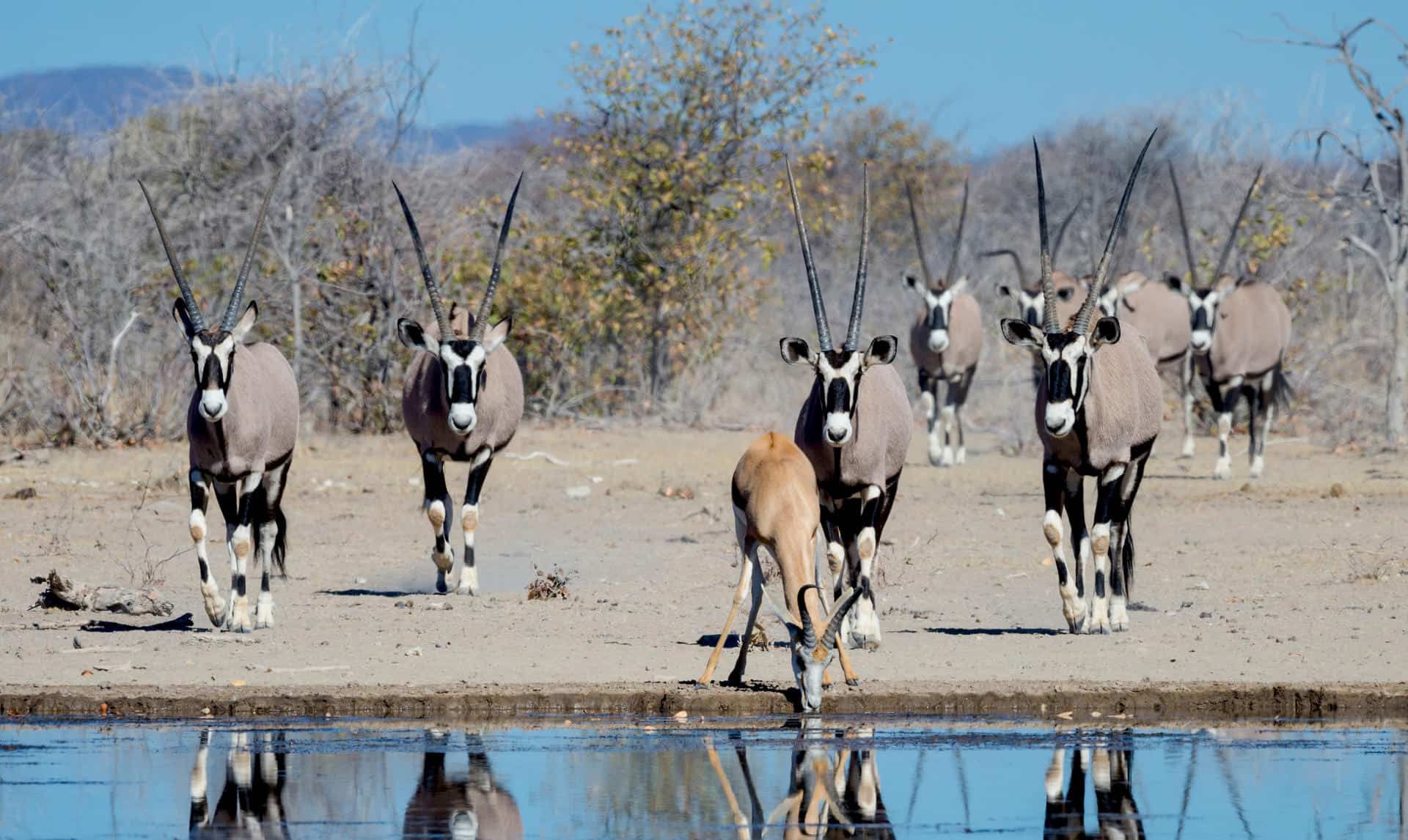 Oryx's at a waterhole in Etosha National Park. Which you can see on a Namibia honeymoon