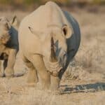 Rhinos in Etosha National Park