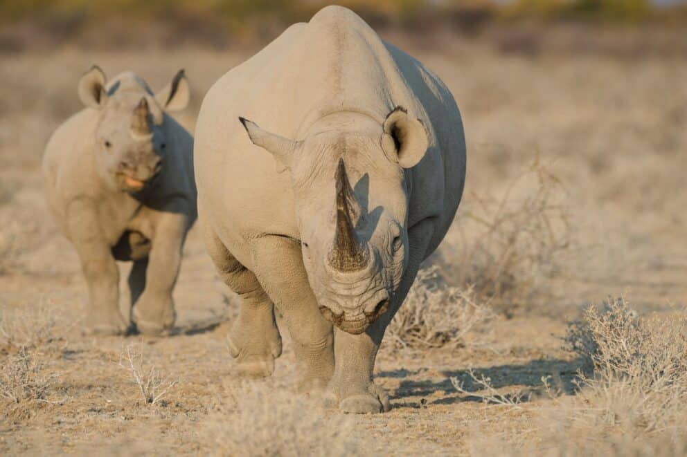 Rhinos in Etosha National Park
