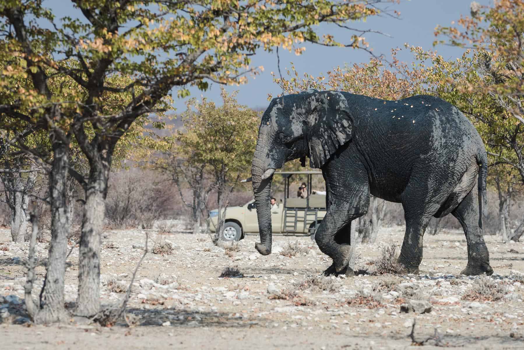 Desert adapted elephant in Etosha National Park. These animals are what Namibia is known for.