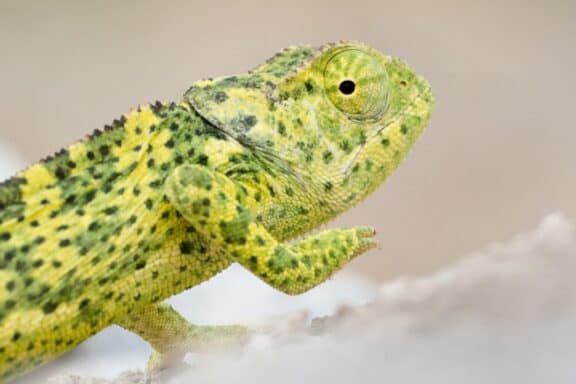 Desert adapted chameleon, which you can see on your Namibia honeymoon