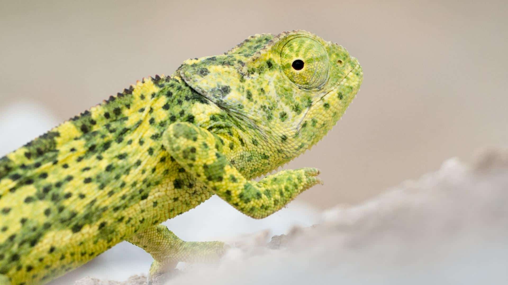 Desert adapted chameleon, which you can see on your Namibia honeymoon