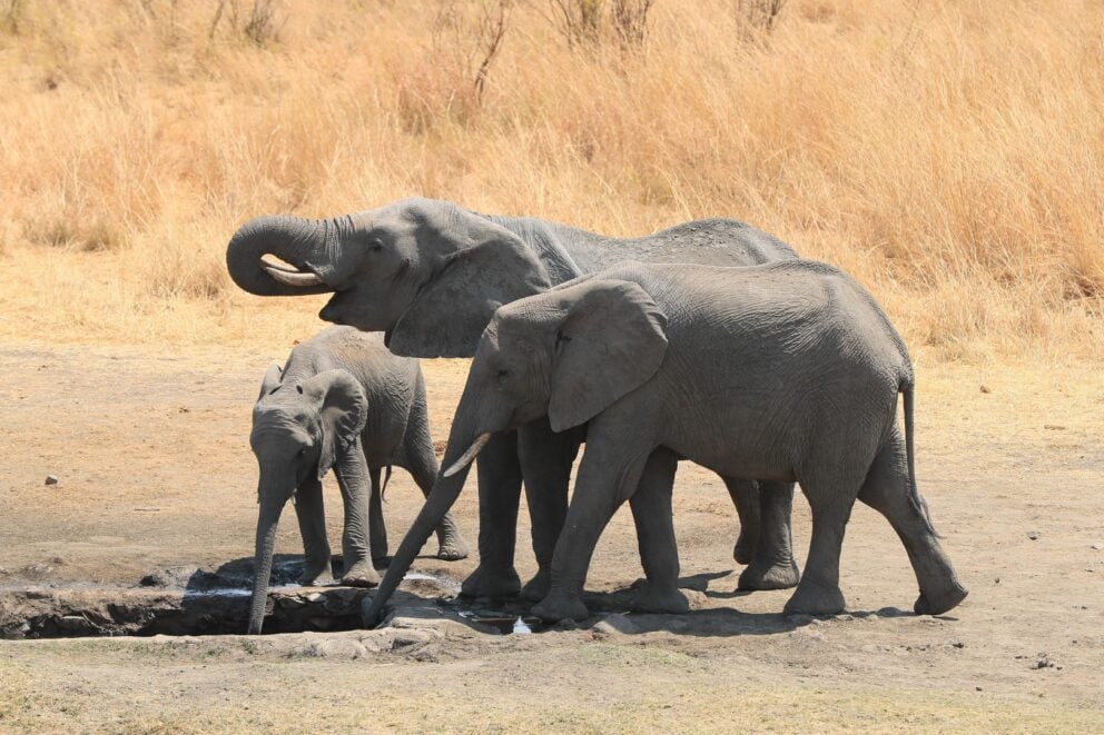 Elephants having a drink of water near Nantwich Lodge. You can see sights like this on a Zimbabwe safari trip.