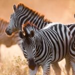 Zebras in Botswana. Talk to our safari experts about your Botswana safari cost.