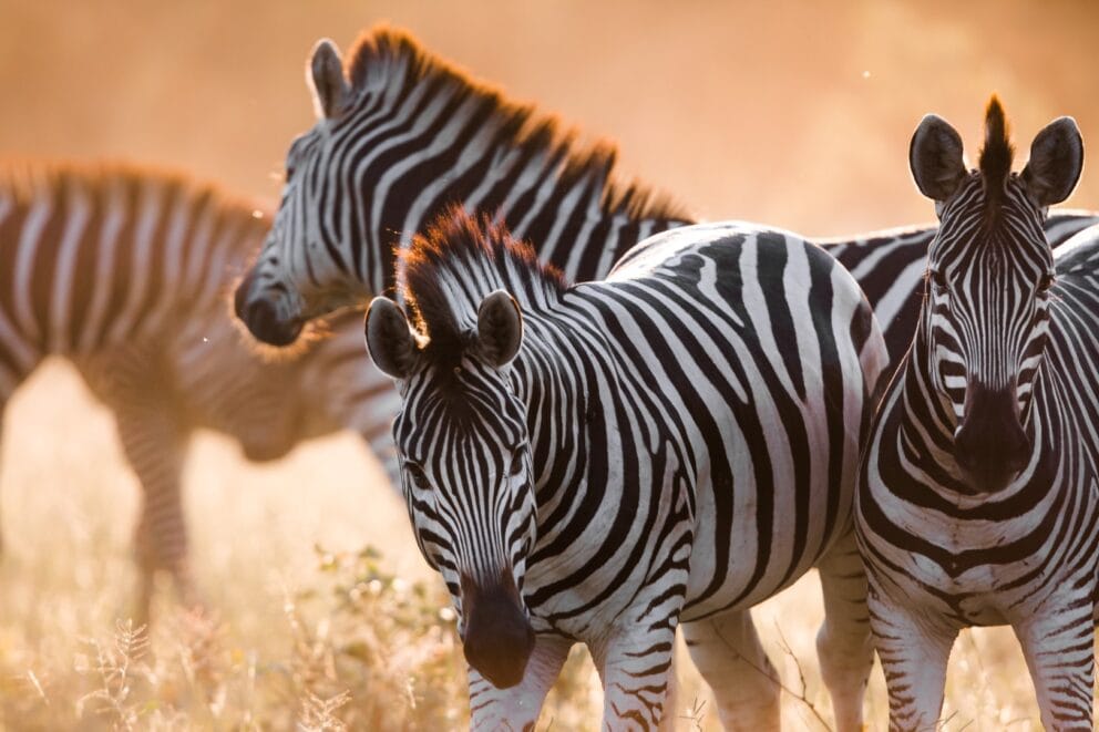 A herd of zebras near Mogotlho Safari Lodge, Botswana.