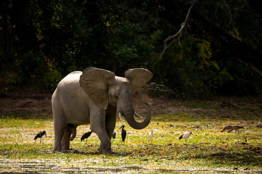 Ingwe Pan elephant , Image credit, Ingwe Pan