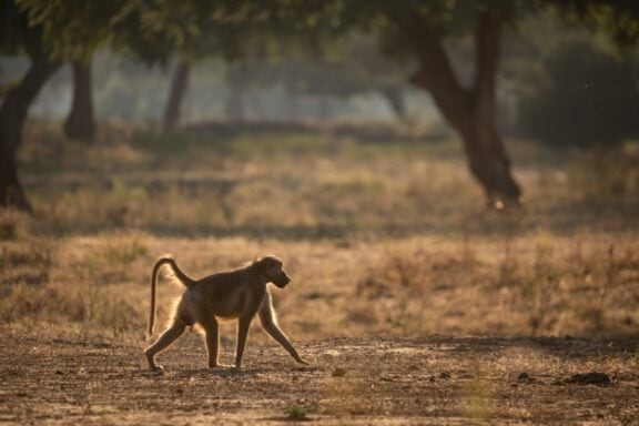 Mana River Camp safari, Image credit, Mana River Camp