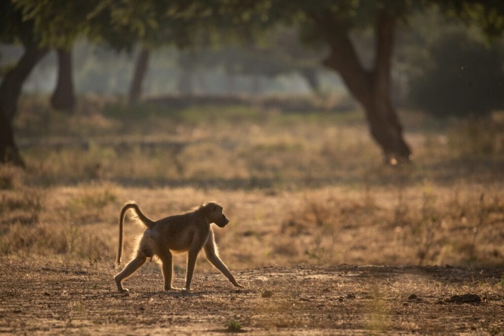 Mana River Camp safari, Image credit, Mana River Camp