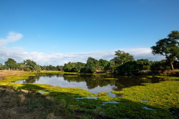 Mana River Camp safari, Image credit, Mana River Camp