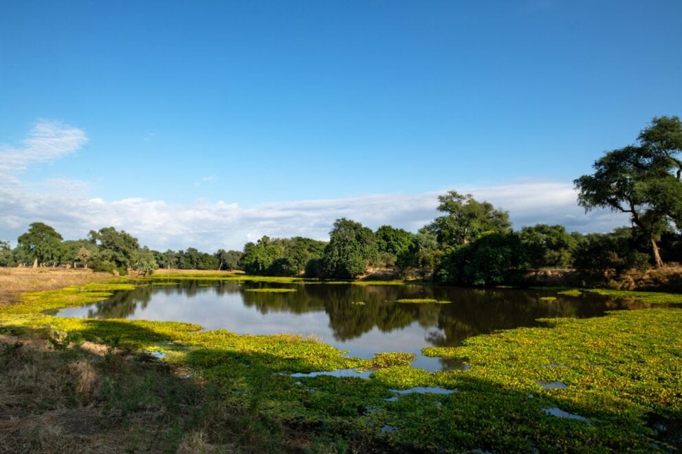 Mana River Camp safari, Image credit, Mana River Camp