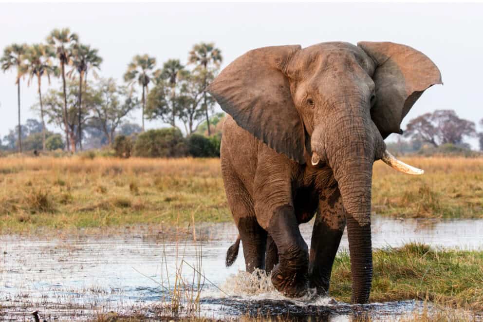 Elephant in the Okavango Delta, Botswana.