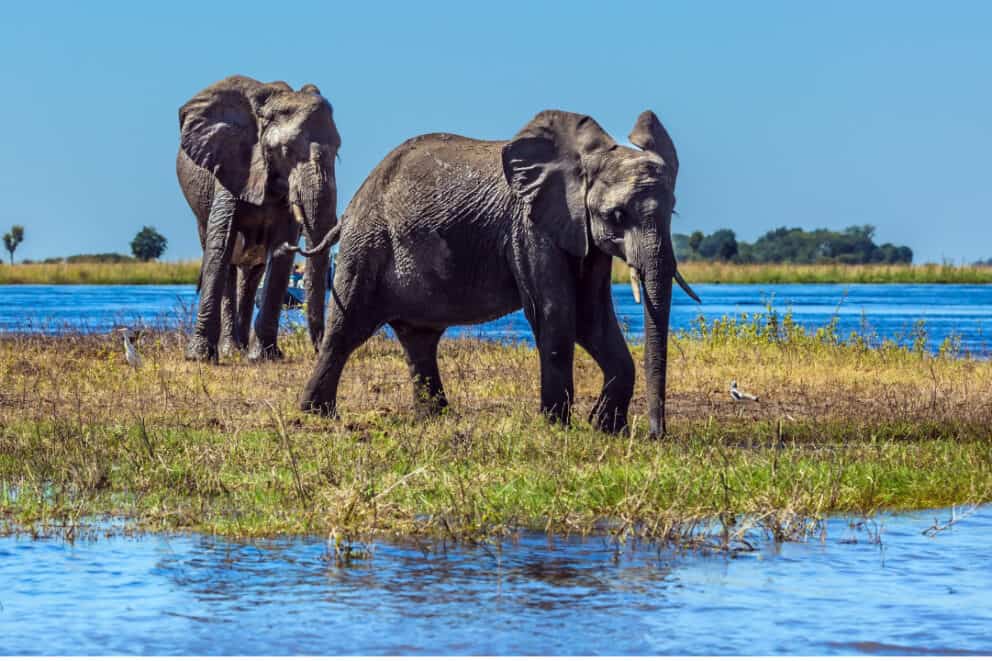 Elephants in Botswana.